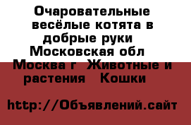 Очаровательные весёлые котята в добрые руки - Московская обл., Москва г. Животные и растения » Кошки   